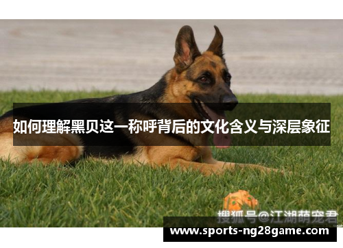 如何理解黑贝这一称呼背后的文化含义与深层象征